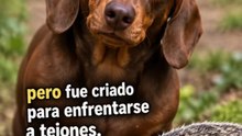 7 cosas que no sabías del perro salchicha 🐶🌭