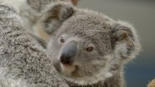 Meet Koala Joeys: Adorable Mama's Boys Stealing the Spotlight