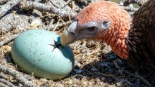 *California Condor Life Cycle — Weak Chick vs Deadly Predators | Bird Survival 🦅💔**