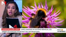 Sciences & Nous : Tout savoir sur les échanges entre les arbres