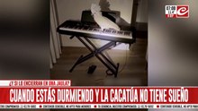 Noctámbula y amante de la música: la cacatúa rebelde que es furor en las redes