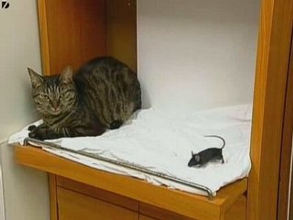 Cat and Mouse Make Friends