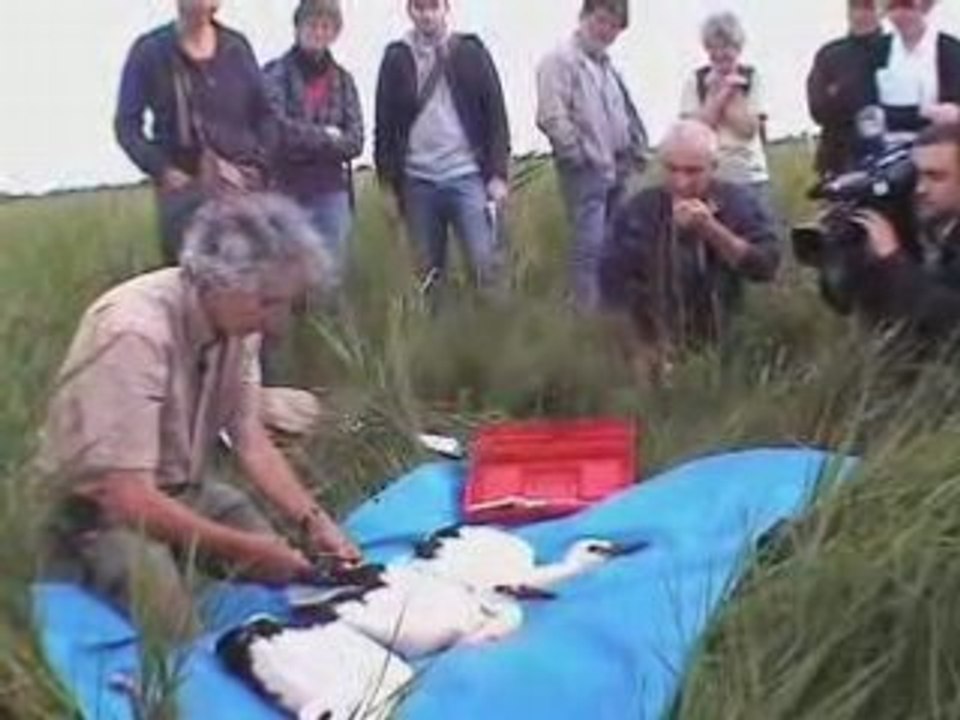 Cigognes - Pourquoi baguer ?