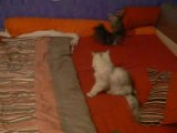 les chatons jouent 3