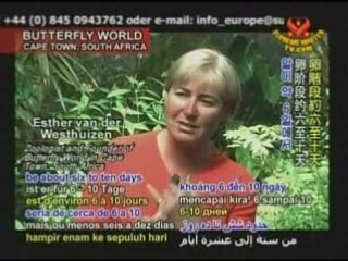 The Beautiful World of Butterflies-Part 1