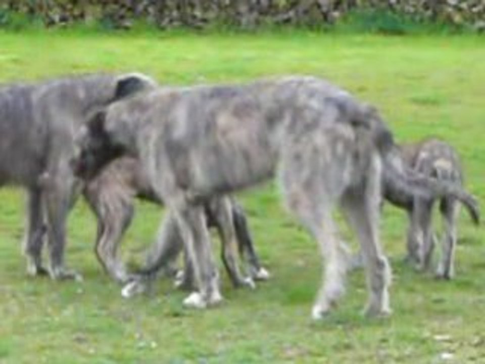 Chiots 001