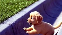 🐱The Cat Saves the Puppy