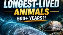 TOP 5 Animals With the Longest Lifespans Ever Recorded 🐢 | Animals That Live 500+