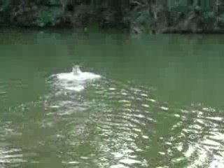 Chien loup tchecsolovaque - Calel en baignade