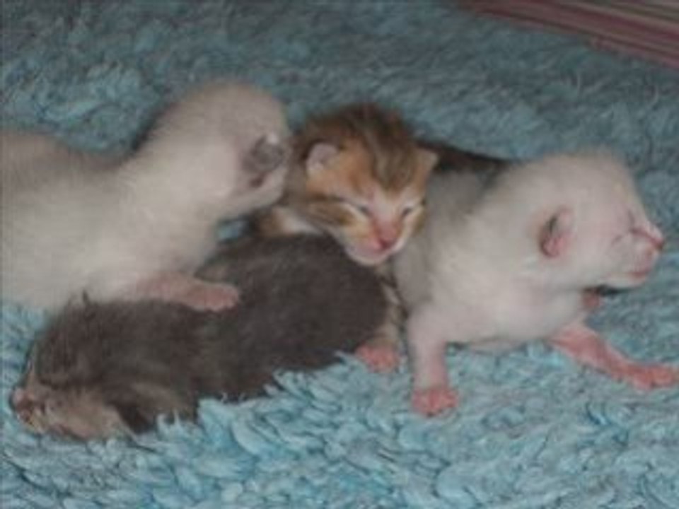 CABRIOLE ET SES CHATONS
