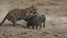 Jaguar Attacks Warthog Den - Then This Happens