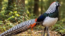 El pájaro que parece llevar una ARMADURA
