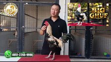 bgvid