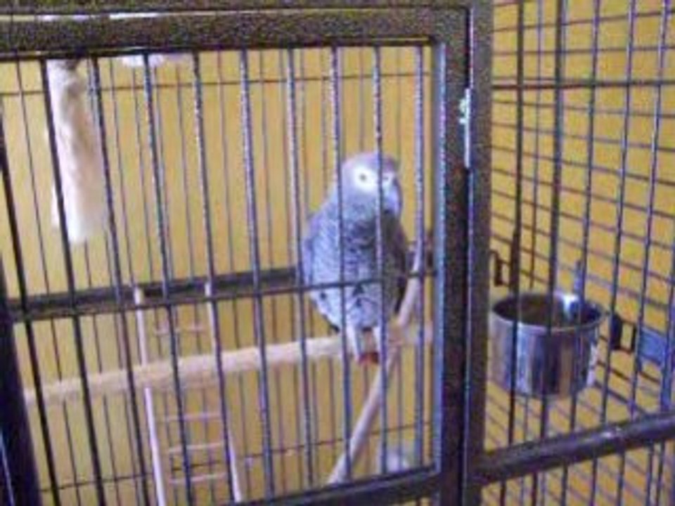 Maurice