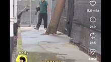 Animali doppiati