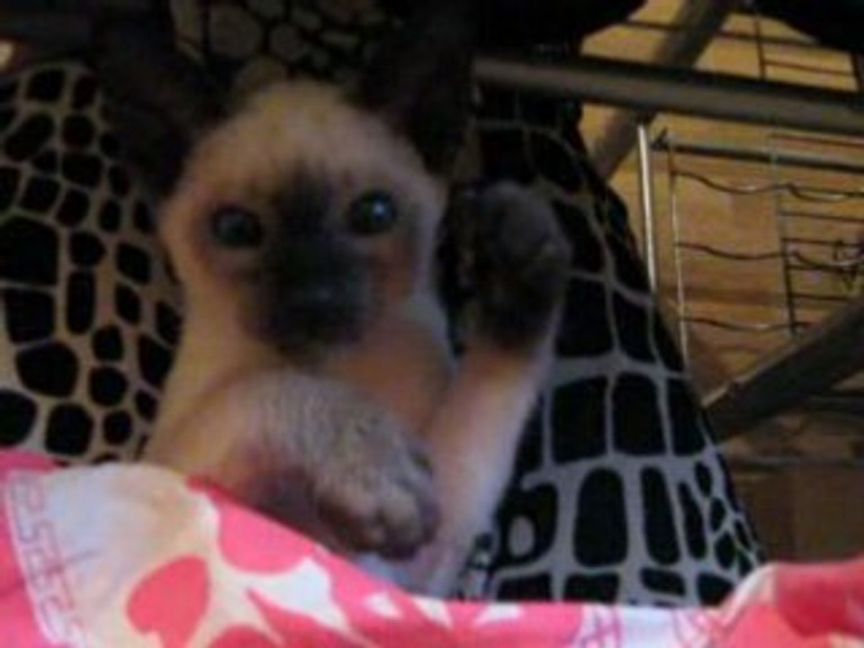 Mon petit fauve