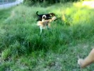 Roucky et mes chiens