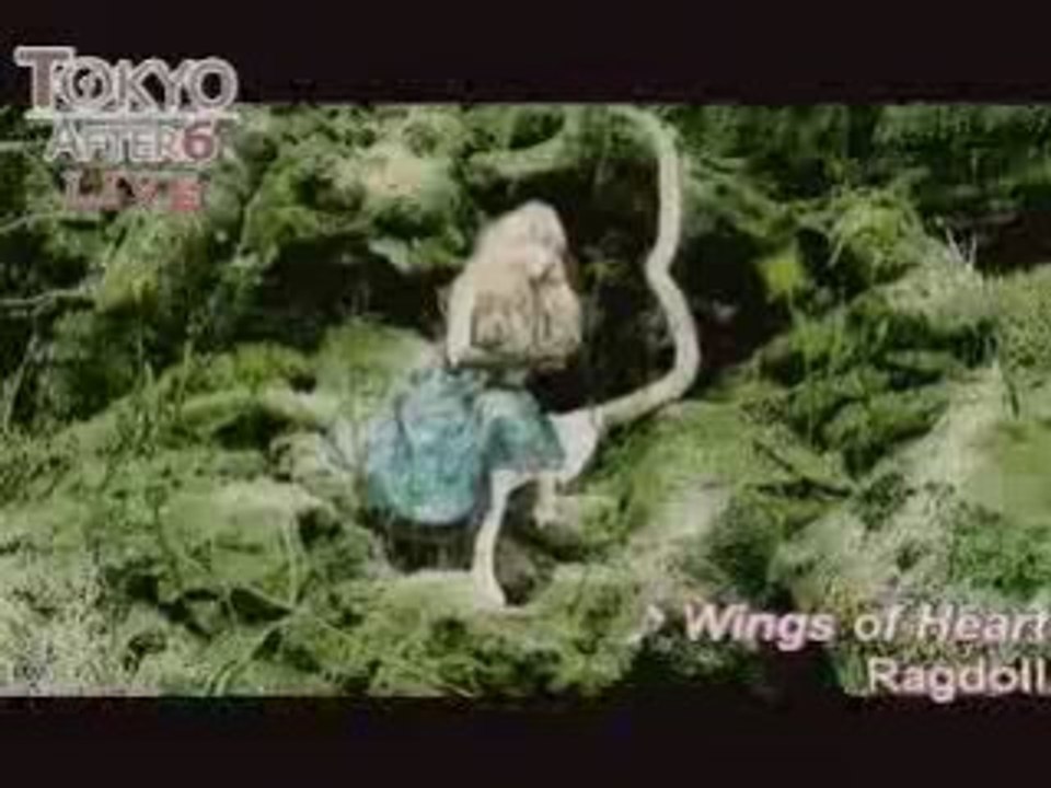 Ragdoll - Wings of Heart