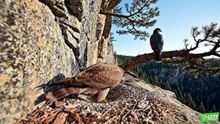 FALCON LIFECYCLE