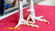 Golden Grey Detail