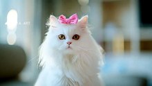 This Cat Just Stole Everyone’s Heart!