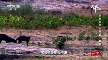 族群 l 动物生存大考验 Gangs @ Wild Dynasties