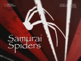 National geographic - Samourai spiders 1 (araignées Kajiki)