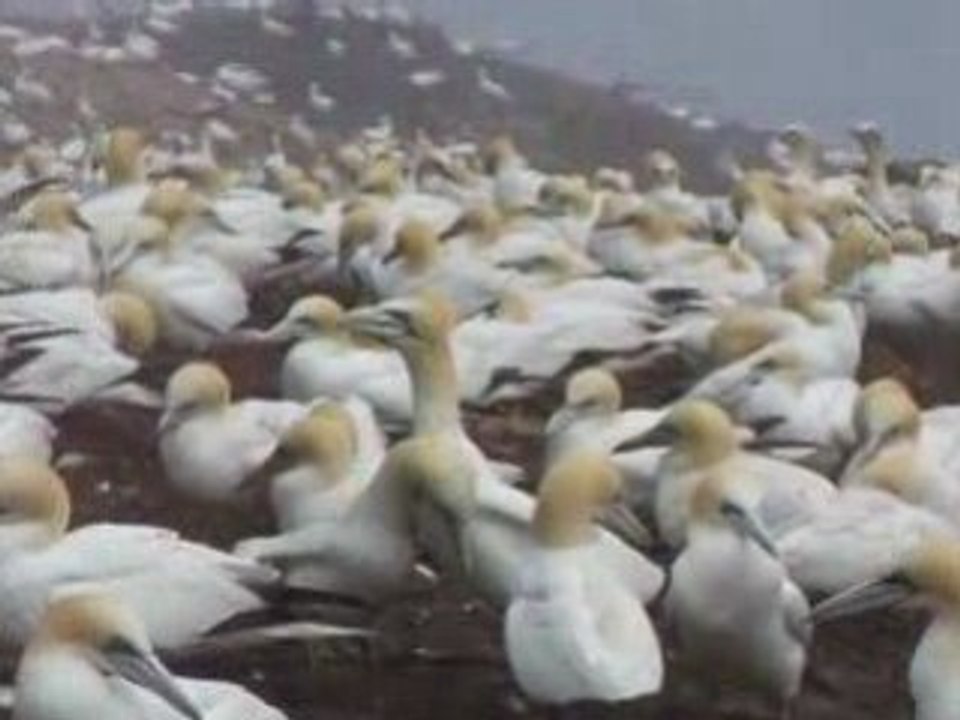 Fous de Bassan, Ile Bonaventure, Gaspésie, Québec