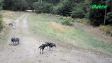 Quelques images des louveteaux de la forêt d'Anlier