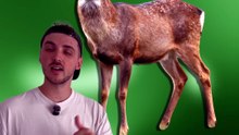 Non, les cerfs n'ont pas de poils sur les bois ! #bois #cerf #poil #animaux #nature