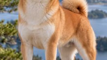 7 datos increíbles del Shiba Inu 🐾🇯🇵