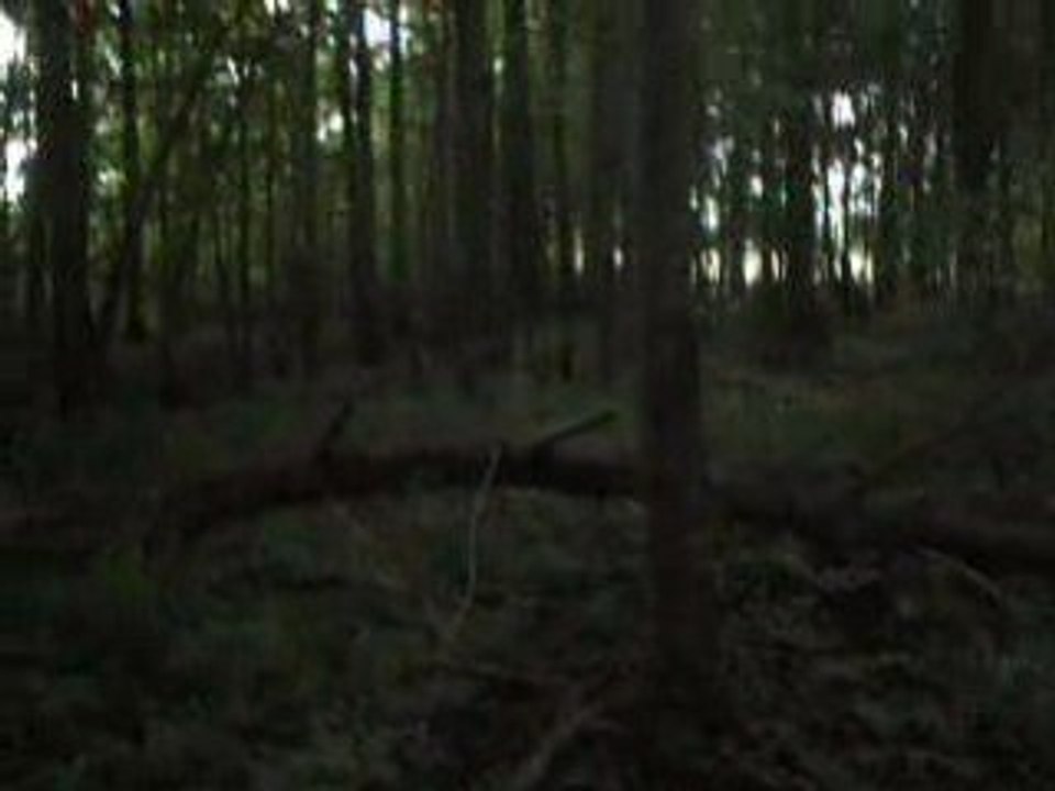 CRoss fôret avec Dartagnan