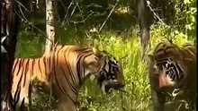 Lion has fight #animals
