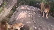 Lion has fight #lion #animals