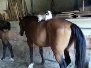 mon carlin a cheval:-)