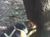 Cane che cerca scoiattolo dentro albero