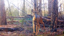 Hidden Forest Trail Camera Reveals Winter Wildlife and Quiet Woodland Beauty