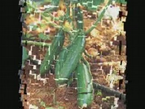 Etli Yemek(norm eksik etek versiyon)