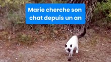 En Vendée, Marie cherche son chat depuis un an