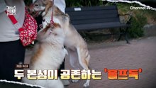 "늑대개로는 훌륭해요" 보호자가 진짜 늑대개 '제니'에게 바라는 것