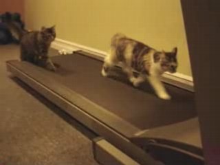 Chat qui marche