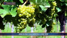 Agrifood Magazine – 9/9/2026