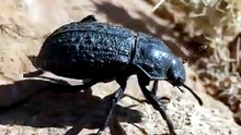 A Car Just Drove Over This Beetle | Diabolical Ironclad Beetle | Deep Wildlife