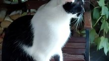 What is he waiting for? Dinner or a girlfriend? :) #cats #funnycats #catlovers