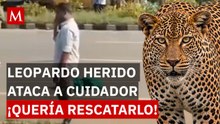 ¿Qué pasó durante el rescate? Leopardo atropellado ataca a hombre que intentaba auxiliarlo en India