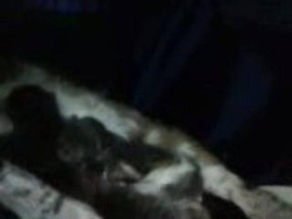 chaton party