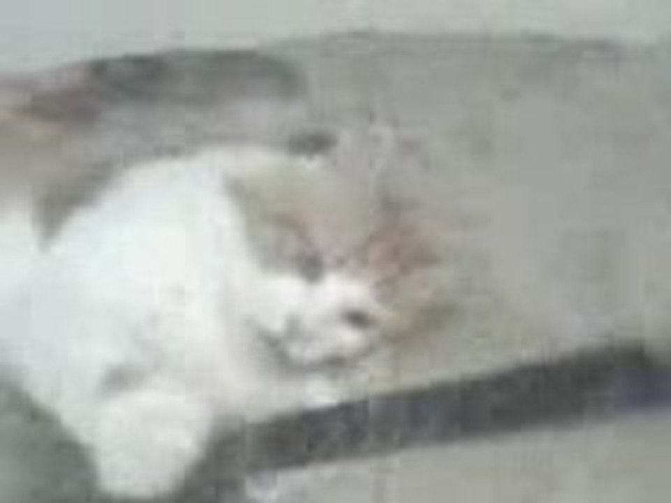 moi entrin de joué avec mon chat