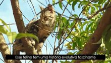Onça-parda: curiosidades e fatos surpreendentes sobre esse felino brasileiro