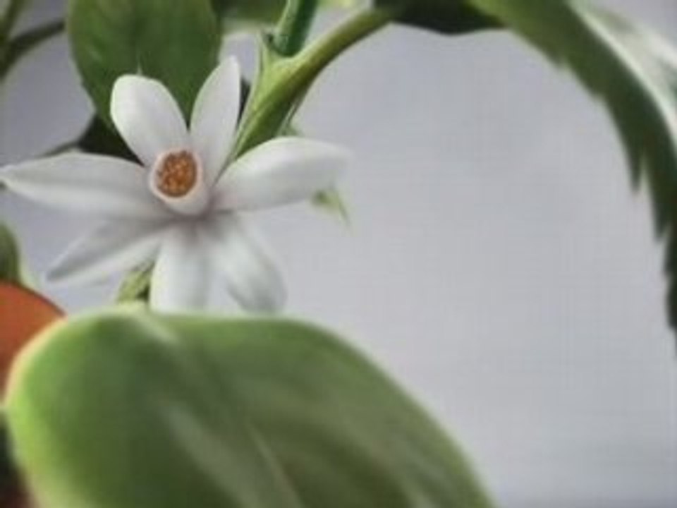 Bank BPH lokata janusz weiss 2008 reklama