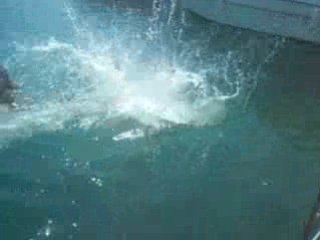 Les Enfants Sauvges saut dans le port